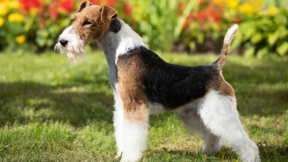 Fox Terrier (Wire)